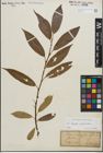Foto von Salix fragilis L. x Salix pentandra L.